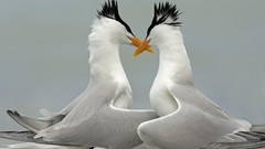 Nature Birds Florida pair tern