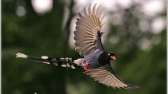 Nature Birds flying