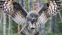 Nature Birds forests Owls