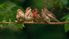 Nature Birds four finch Finches