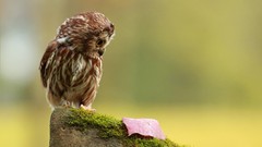 Nature Birds funny Owls fallen leaves depth of field