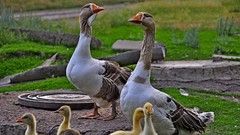 Nature Birds geese baby birds