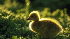 Nature Birds geese baby birds