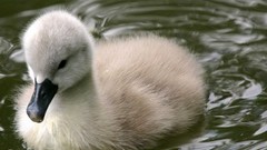 Nature Birds goose baby birds