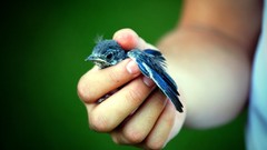 Nature Birds hands body parts