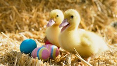 Nature Birds hay duckling Easter Eggs baby birds