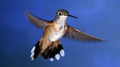 Nature Birds hummingbirds