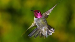 Nature Birds hummingbirds