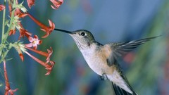 Nature Birds hummingbirds
