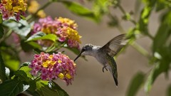 Nature Birds hummingbirds
