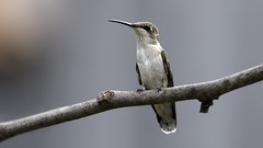 Nature Birds hummingbirds