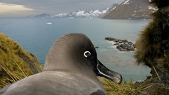 Nature Birds Islands albatross national geographic