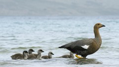 Nature Birds Islands geese baby birds