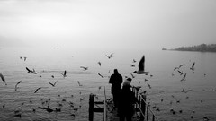 Nature Birds lakes piers grayscale