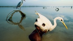 Nature Birds masks pakistan national geographic rivers National 