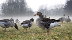 Nature Birds mist geese