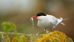 Nature Birds moss Prey tern depth of field