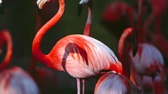Nature Birds national geographic flamingos