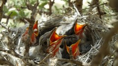 Nature Birds nest national geographic baby birds