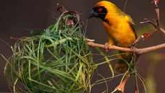 Nature Birds nest national geographic weaver birds