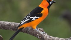 Nature Birds Orioles