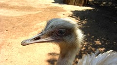 Nature Birds ostrich sunlight