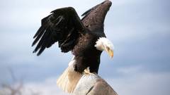 Nature Birds outdoors Eagles