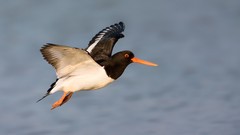 Nature Birds Oystercatcher