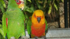 Nature Birds Parrots