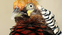 Nature Birds Parrots