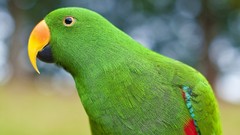 Nature Birds Parrots