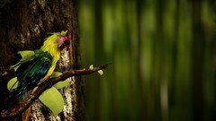 Nature Birds Parrots