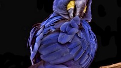 Nature Birds Parrots