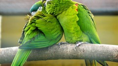 Nature Birds Parrots