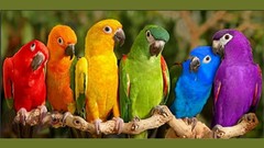 Nature Birds Parrots