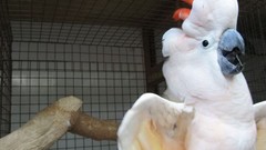 Nature Birds Parrots cockatoo