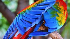 Nature Birds Parrots colors