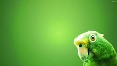 Nature Birds Parrots green background