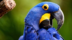 Nature Birds Parrots Hyacinth Macaw