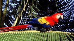 Nature Birds Parrots macaw tropical palm leaves Scarlet Macaws