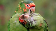 Nature Birds Parrots national geographic