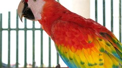 Nature Birds Parrots Scarlet