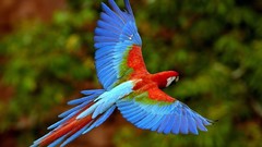 Nature Birds Parrots Scarlet Macaws