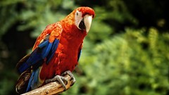 Nature Birds Parrots wildlife