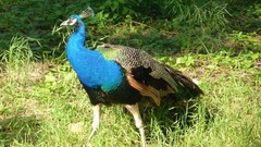 Nature Birds Peacocks