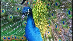 Nature Birds Peacocks