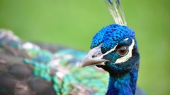 Nature Birds Peacocks