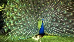 Nature Birds Peacocks