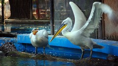 Nature Birds Pelicans
