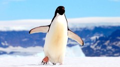 Nature Birds Penguins